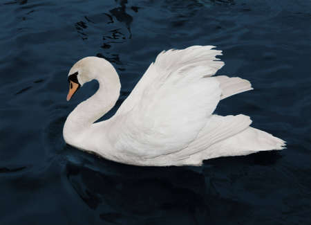 one white Schwan. the beauty bird.の写真素材