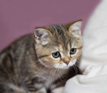 British Shorthair cat with blue eyesの写真素材