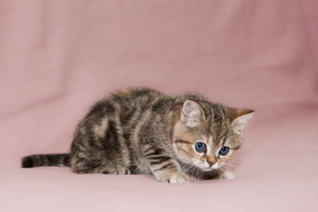 little British cat with blue eyesの写真素材