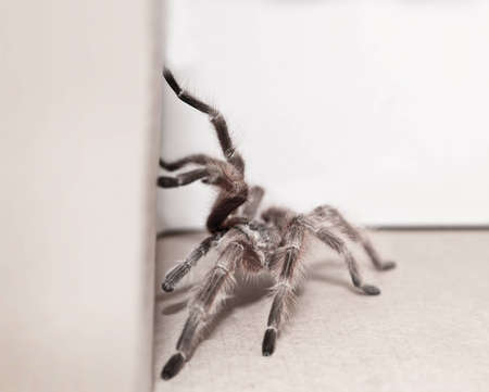 black spider in boxの写真素材