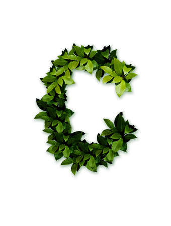 letter leaves Cの写真素材