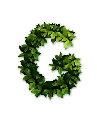 letter leaves Gの写真素材