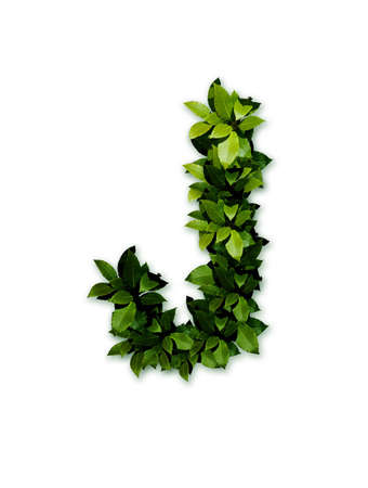 letter leaves Jの写真素材