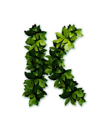 letter leaves kの写真素材