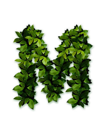 letter leaves mの写真素材