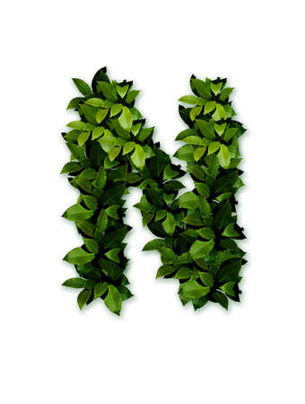 letter leaves nの写真素材