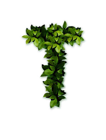 letter leaves tの写真素材