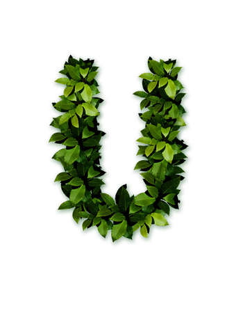 letter leaves uの写真素材