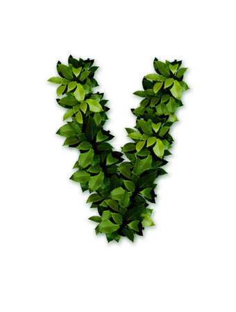 letter leaves vの写真素材