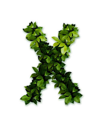 letter leaves xの写真素材
