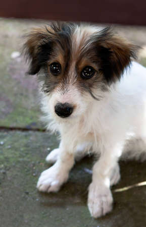 little dogの写真素材