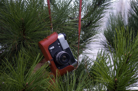 old camera on a green branchの写真素材