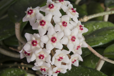 spring blossoming of magnificent and fragrant plantsの写真素材