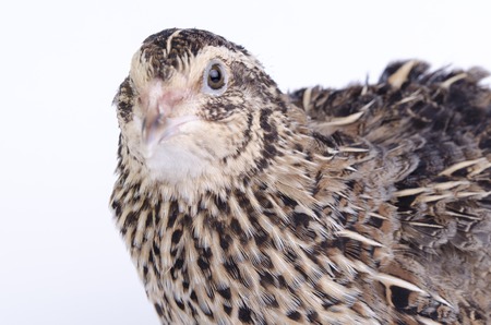 fluffy and soft quail on the isolated backgroundの写真素材