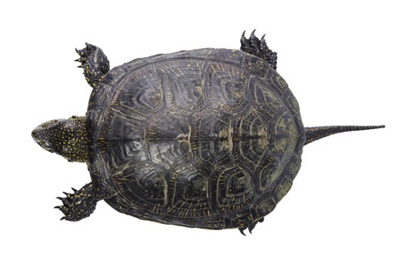 beautiful and young river turtle with a beautiful armorの写真素材