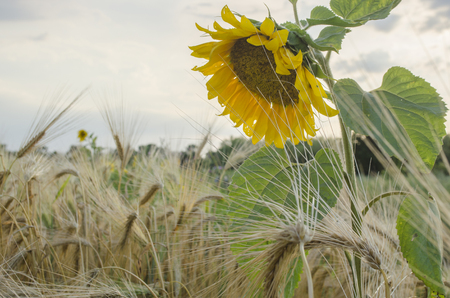 a Golden sunflower in a field in Sunny dayの写真素材