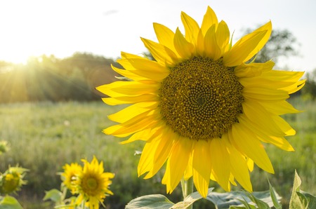 a Golden sunflower in a field in Sunny day