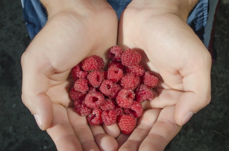 a bunch of fresh raspberries in the hands of a person
