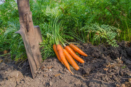 fresh carrots dug from the garden in summer dayの写真素材