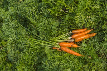 fresh carrots dug from the garden in summer dayの写真素材