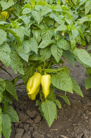 fresh yellow pepper in the garden in summer seasonの写真素材