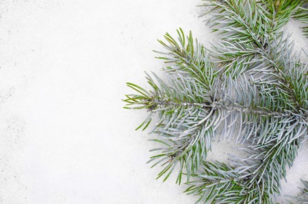 background from white snow and a green branch of a fir-treeの写真素材