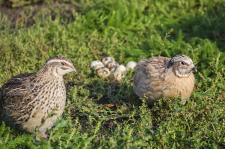 quail on a green grass in the spring in a sunny weatherの写真素材