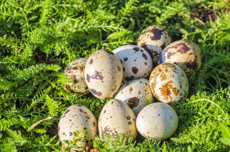 quail egg on a green grass in a sunny weatherの写真素材