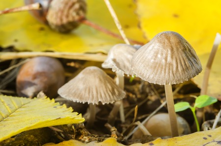 beautiful mushrooms in the wood in an autumn sunny weatherの写真素材