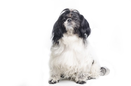 small dog sitting on its hind legs on a white background