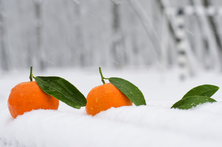 Fresh and juicy tangerine on the cold snowの写真素材