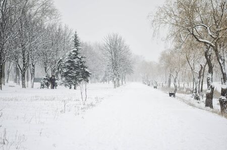 path covered with snow in Central Parkの写真素材