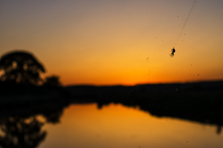 Silhouette of a cobweb on the background of a golden sunset sky near the riverの写真素材