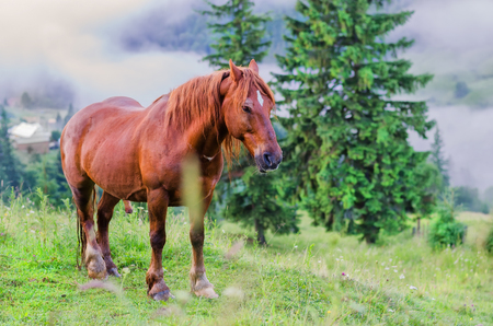 brown horse on the pasture in the mountainsの写真素材