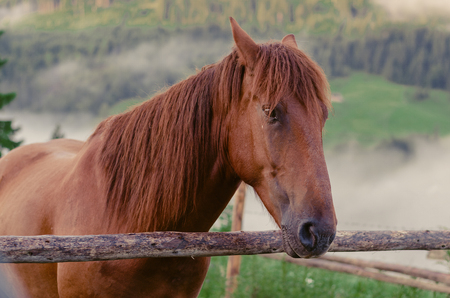 brown horse grazes in a green meadow in the mountains near the lestの写真素材