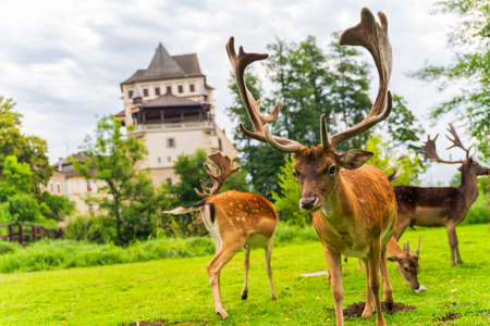 Deer eats carrot from human hand on green meadowの写真素材