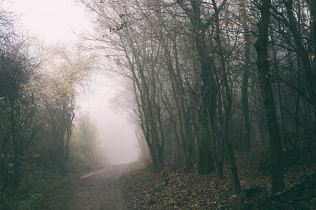 scary forest with fog in black and white, toned