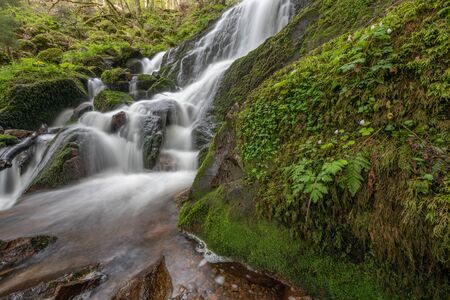 Beautiful waterfall in a forest