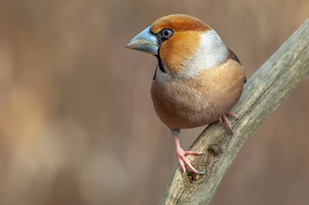 Hawfinch branched in a french forestの写真素材