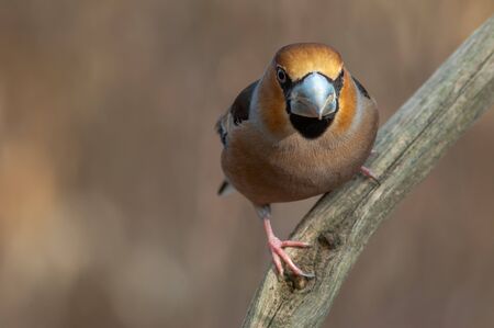 Hawfinch in a forest in winterの写真素材