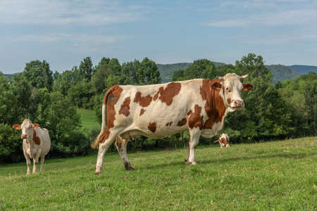 MontbÃ©liard cow in the french campaignのeditorial素材