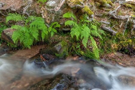 waterfall in the mountains in forestの写真素材
