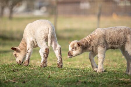 lambs in a meadow during spring in a french village