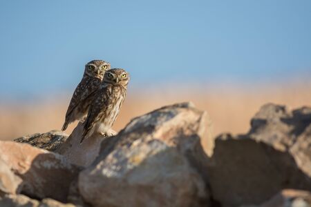 Couple of little owls in the rocks in Souss-Massa national parkの写真素材