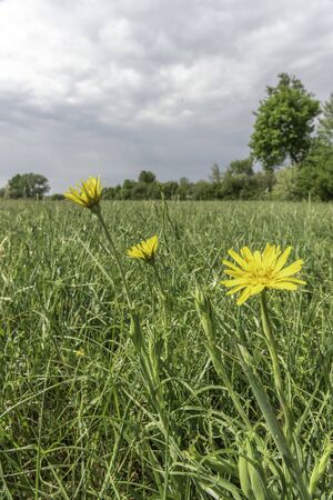 Natural meadow in the French countryside in springの写真素材