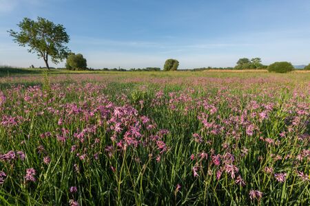 Landscape of a flowering meadow in France in springの写真素材