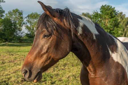 Portrait of a brown and white spotted horse in a park in springの写真素材