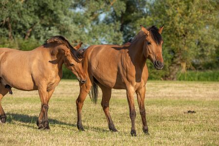 Horses in a pasture in the French countryside in springの写真素材
