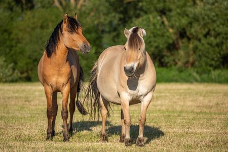 Horses in a pasture in the French countryside in springの写真素材
