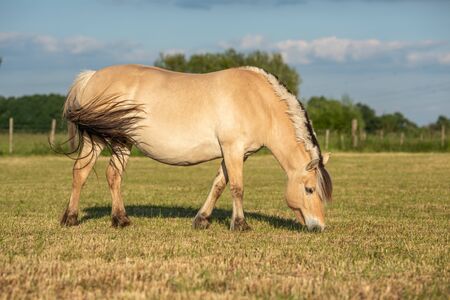 Horse in a pasture in the French countryside in springの写真素材